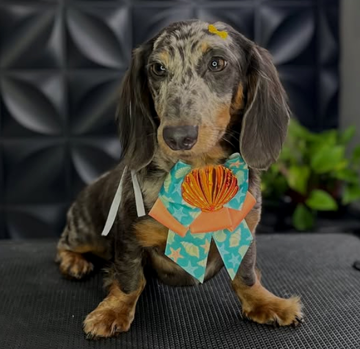 Cliente Sheila Laço Pet